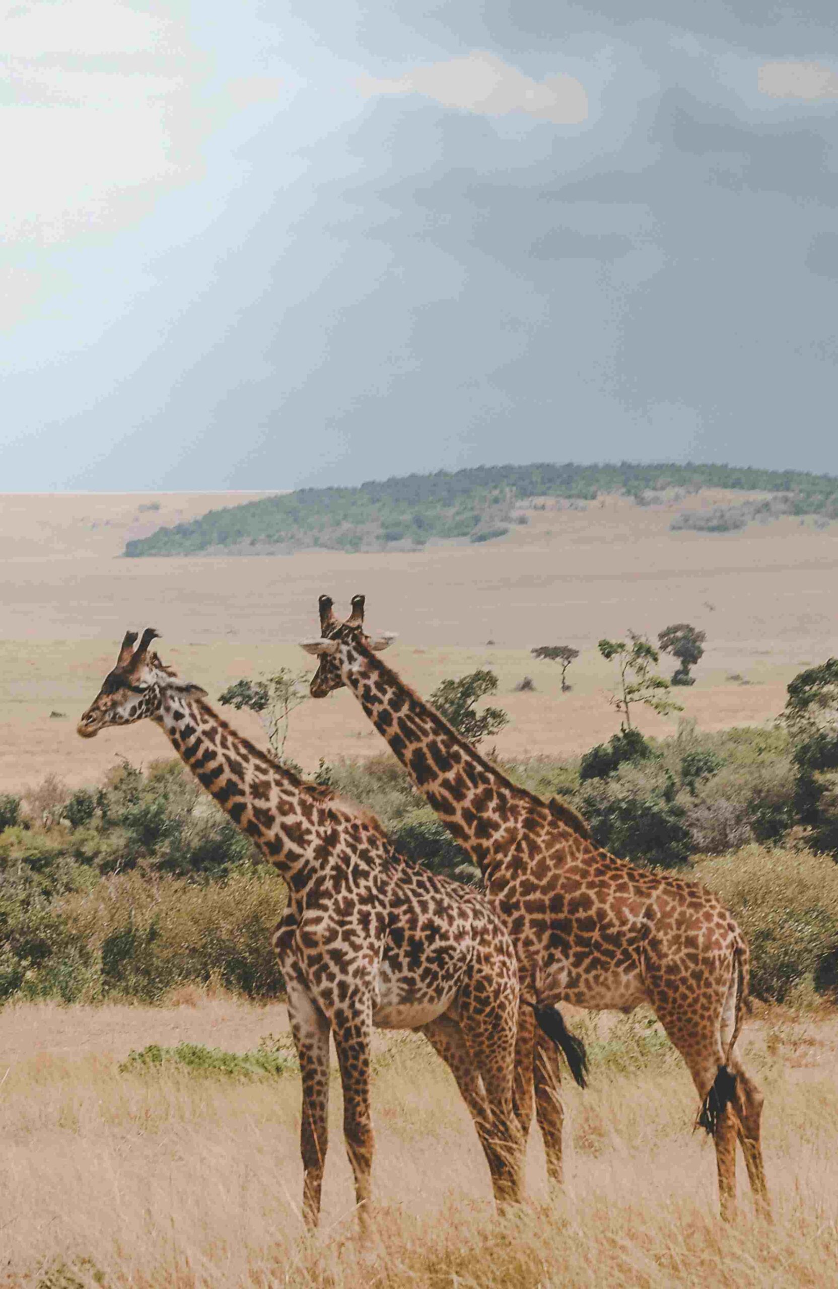 kenya-oo22