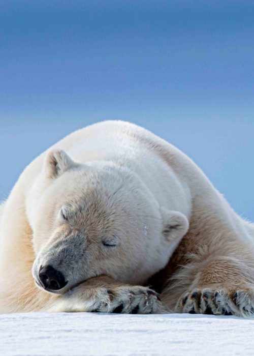 arctic